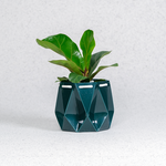 Self watering Ocean Plant Pot with green leaves, featuring origami design and self-watering function.