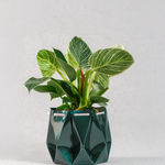 Self watering Ocean Plant Pot with lush green plants, showcasing an origami inspired design for self-watering function.