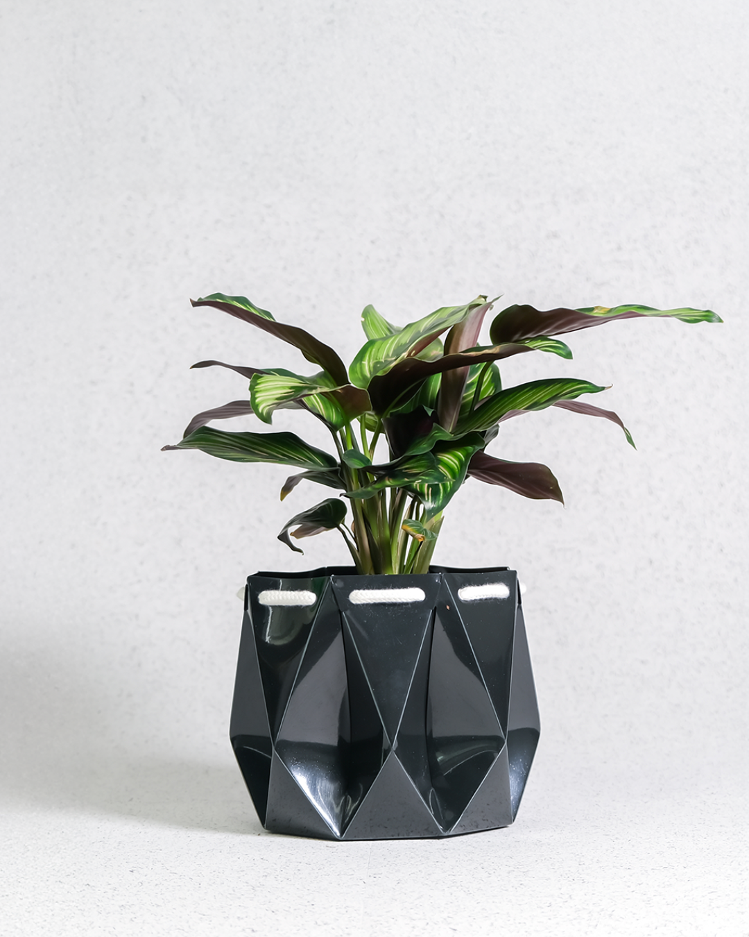 Self watering Ocean Plant Pot featuring an origami-inspired design with a green plant in it.