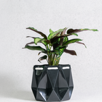 Self watering Ocean Plant Pot featuring an origami-inspired design with a green plant in it.