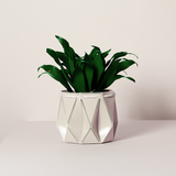 Self watering POTR Pot with vibrant green plant, showcasing modern design for efficient plant care.