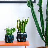 Self watering Ocean Pot