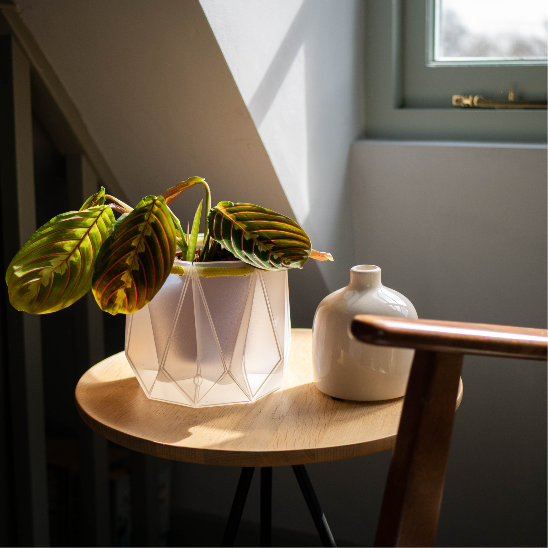 Transparent pot with a prayer plant on a round wooden table near a window, with soft natural light.